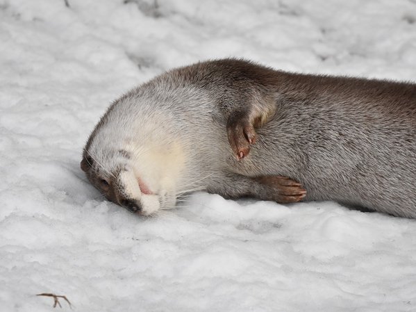 Forget the panda—this otter playing in the snow is the cutest thing you’ll see today【Video】