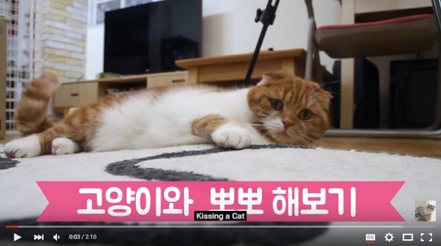 Adventures in kissing your feline friends: Futile or fruitful? 【Video】