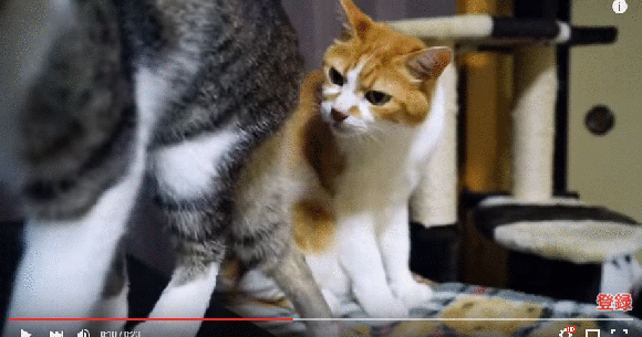 This cat is not impressed with its friend's smelly butt 【Video】 |  SoraNews24 -Japan News-