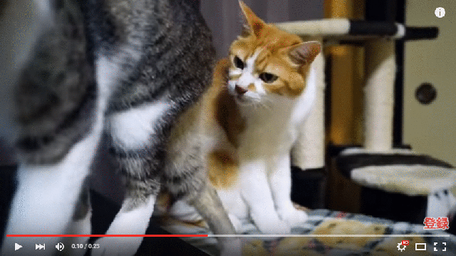 This cat is not impressed with its friend’s smelly butt 【Video】