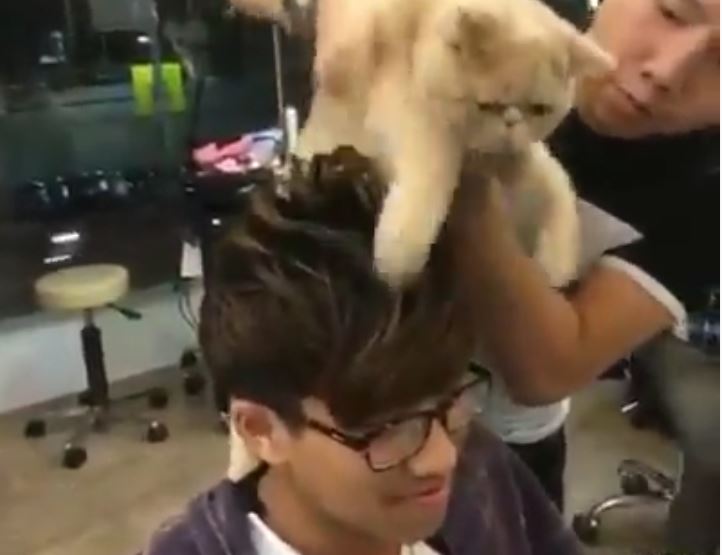 New development out of Asia: Cats are being used as hair styling tools(Vide...