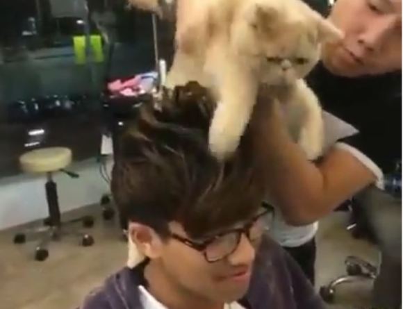 New development out of Asia: Cats are being used as hair styling tools【Video】  | SoraNews24 -Japan News-