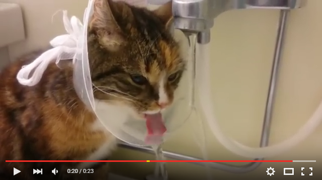 Japan enchanted with kitties using head cones both to their advantage and to advance fashion