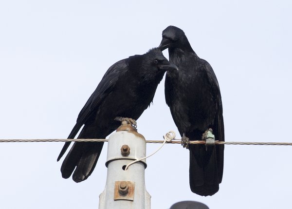 Crow trolls friend by giving them a bad hairdo, has Japanese netizens squawking with laughter