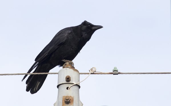 Crow trolls friend by giving them a bad hairdo, has Japanese netizens ...