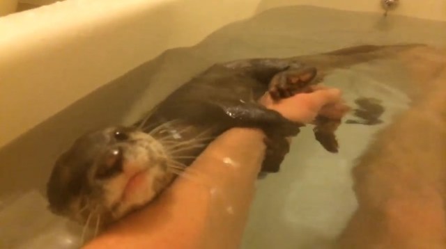 What’s furry and wet and irresistibly cute? Otters … in your bath! [Video]
