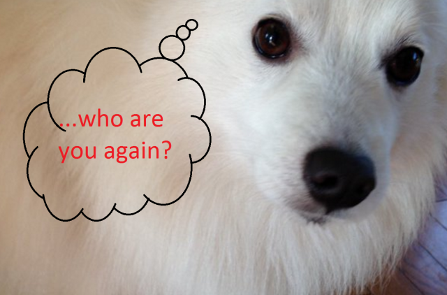 “My dog has basically forgotten me”—Tragic tales from Japanese net-users returning home【Photos】