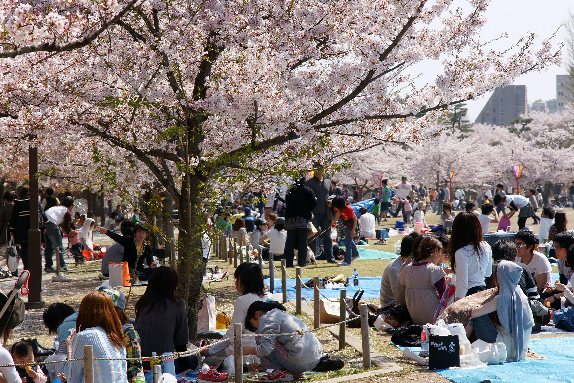 New sakura-flavoured Red Bull to be released in Japan in time for ...