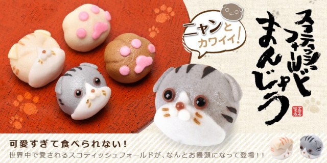 Scottish Fold Manju is the definition of too cute to eat!
