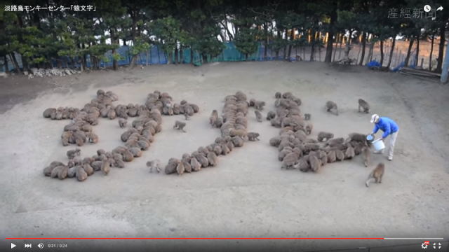 Watch monkeys spell “monkey” in the year of the monkey at the monkey center in Hyogo Prefecture!