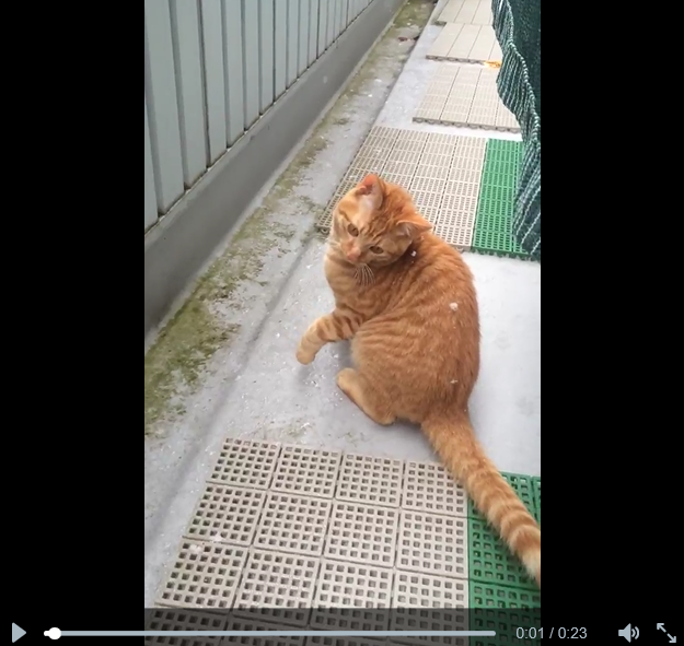Japanese kitty’s reaction to seeing snow for the first time captured in cute video 【Video】