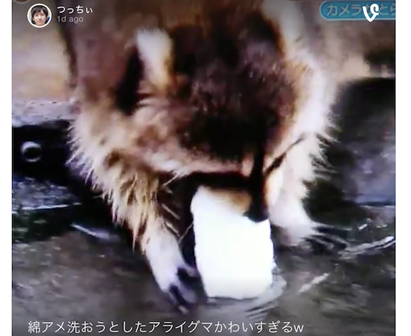 Mini tragedy: Adorable raccoon tries to wash cotton candy to depressing results【Video】