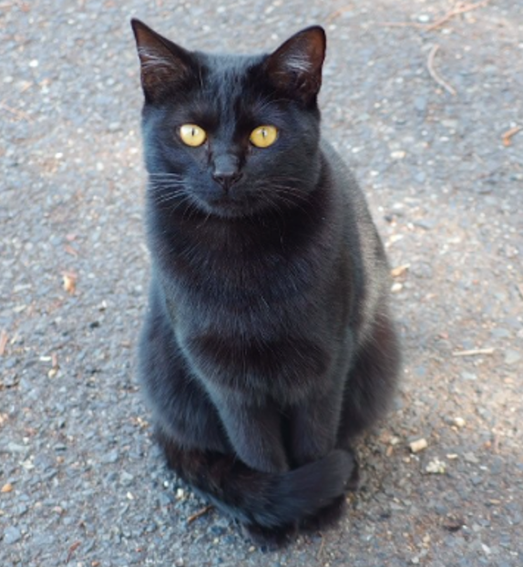 “Tail scarves” are the latest cute cat trend to warm our hearts this ...