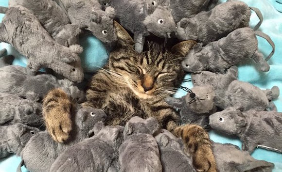 Heavy-sleeping Japanese cat refuses to wake up even when surrounded by ridiculous number of mice