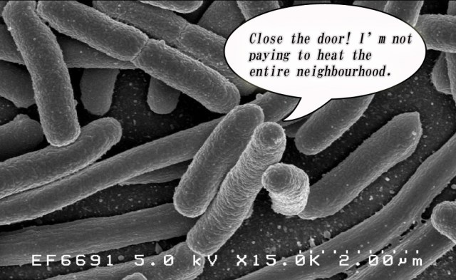 Researchers find that it takes guts to be a good mother…gut bacteria at least