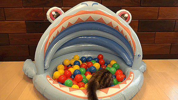 Happy Caturday! Here are some kitties playing in ball pits【Video】