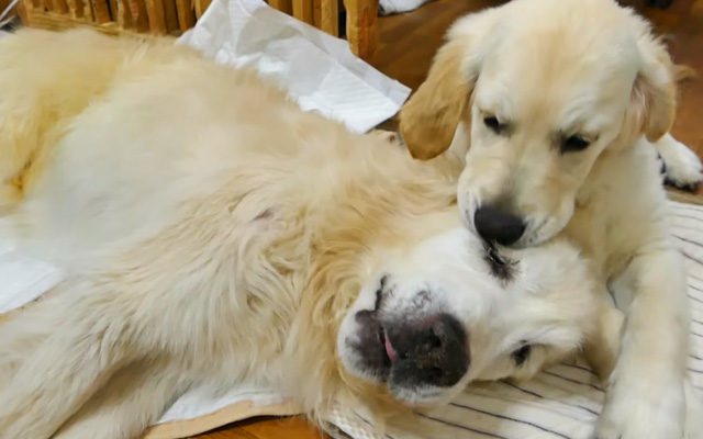 When an old, bedridden dog and puppy meet, it’s as heartwarming as can be【Videos】