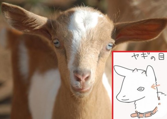 Twitterer explains cool factoid about goat eyes with cute illustration,  blows internet's mind | SoraNews24 -Japan News-