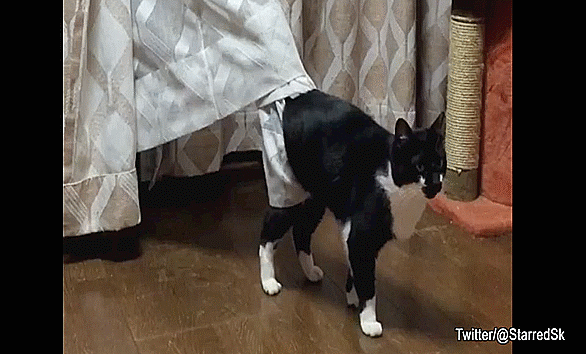 Curtains Cat Shows, How To Protect Curtains From Cats