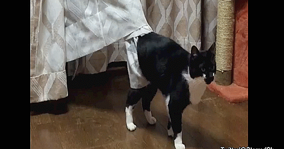 Curtains Cat Shows, Cat Stuck In Bathtub Gif
