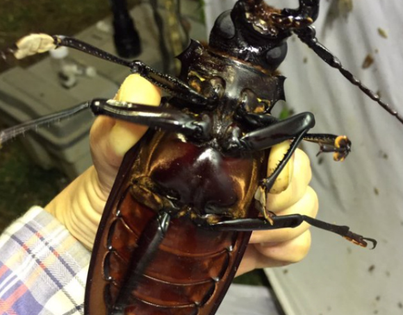 Super bug — Japanese entomologist encounters a real-life titan, but of the insect variety