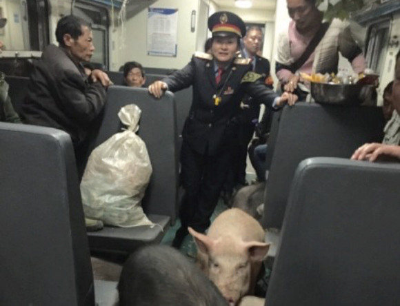 Some of the passengers on China’s rural railways are literally pigs