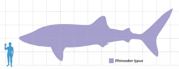 Whaleshark_scale