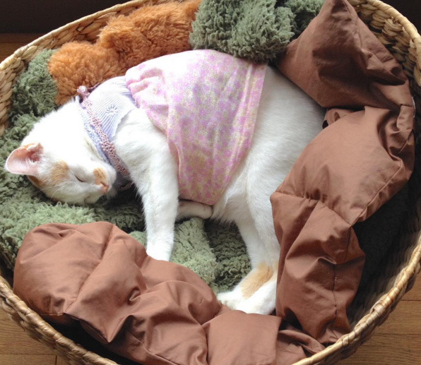 This clothes-wearing rescue cat will win your heart with its adorable fashion and touching story