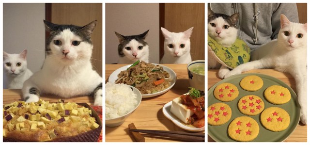 Japanese cats join couple every night for beautiful meals, cute photos【Pics】