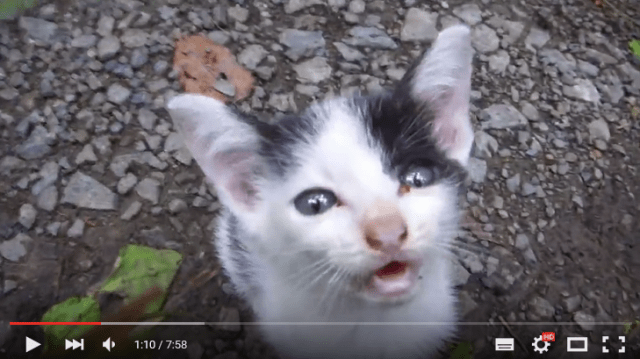 Kind-hearted hero rescues six abandoned kittens on secluded mountain road in Japan ［Video］