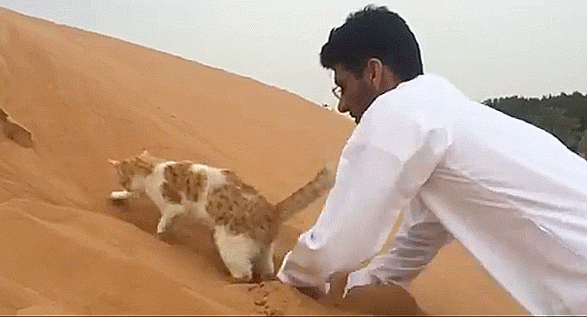 Twitter can’t get enough of this digging cat getting dug, and neither can we【Video】