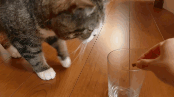 How to tell if your cat is left- or right-handed【Video】