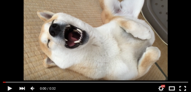 We don’t think anyone has ever enjoyed a nap as much as this Shiba Inu dog in Japan 【Video】
