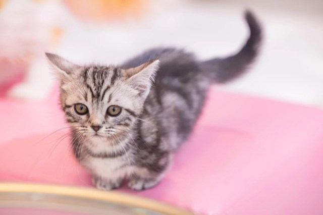 Tokyo government orders cat cafe to shut down for violating animal welfare regulations