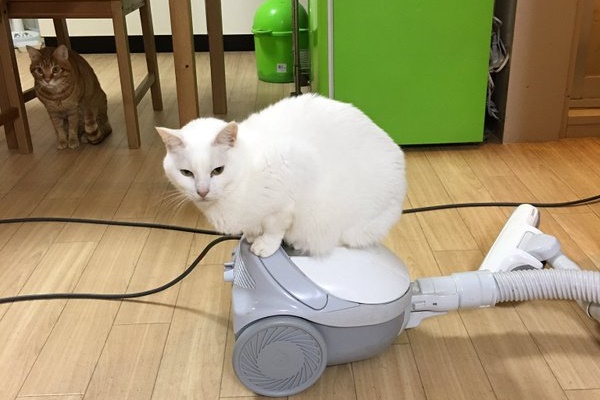 Cat terrified of vacuum cleaner chooses the strangest place to hide