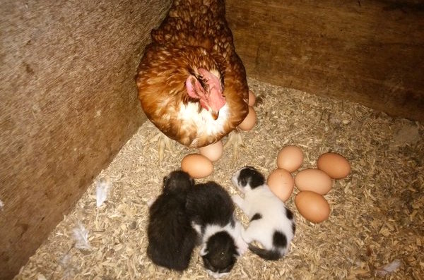 Japanese farmer discovers his chickens are helping raise a kindle of kittens