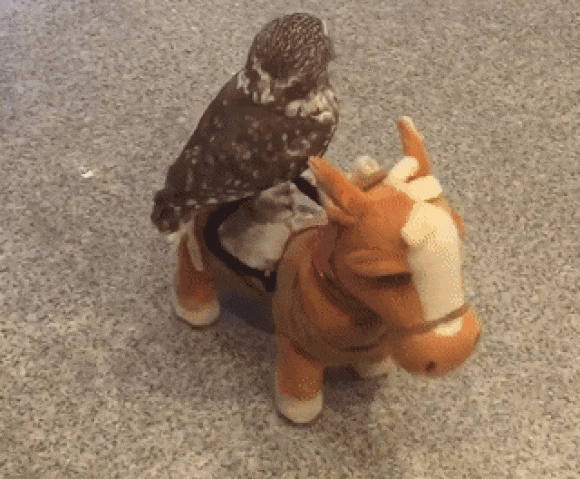 Cute Japanese pet owl channels its inner-cowboy, rides a singing toy horse【Video】