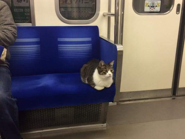 Cool cat delighting animal lovers as he regularly rides the train in Tokyo 【Photos】