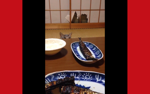 Low Japanese table plus freshly grilled fish and curious kitty equals adorable video 【Video】