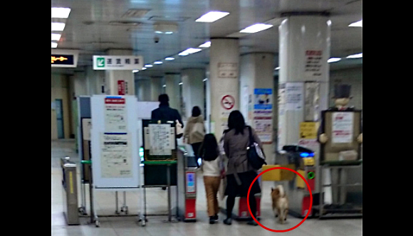 Pooch with places to be disappointed to find he’s not allowed on the subway