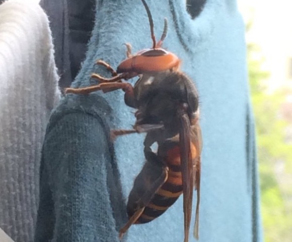 Gigantic Asian hornet is your worst nightmare…or a ticket to Twitter fame 【Photos】
