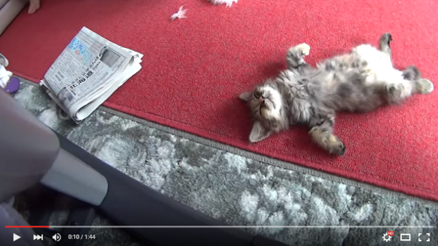 Adorable kitten adopts kanji pose, shows us how to truly relax【Video】