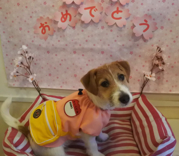 Japanese dog hotel and groomer opens adorable “puppy preschool”【Photos】 SoraNews24 Japan News