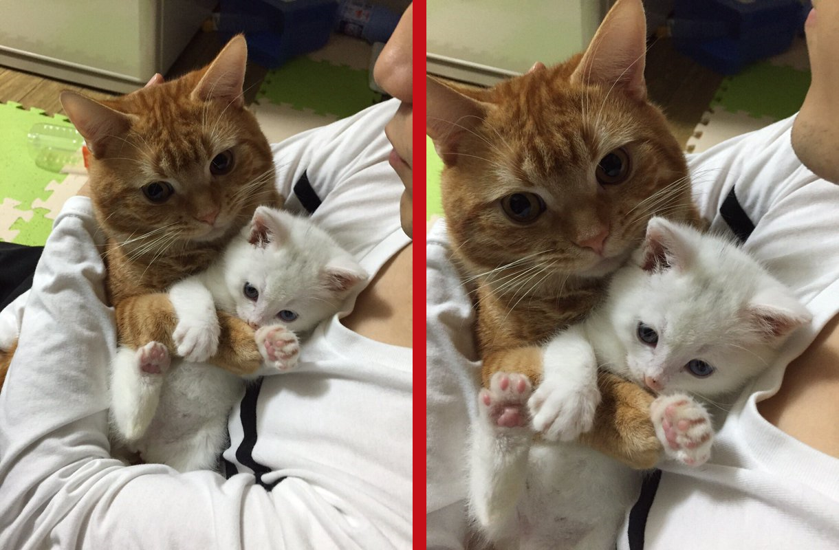 Seems like everyone wants to cuddle this adorable kitten in Japan, even