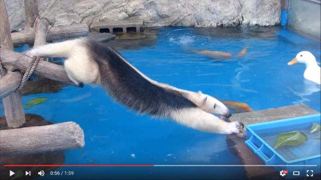Japanese anteater’s commitment to stealing other animals’ food is hilarious, inspiring【Video】