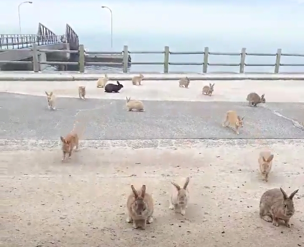 Twitter user posts video of swarming bunnies on Rabbit Island, we all wish we were there