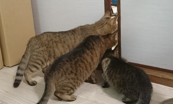 Curious cats are scared of vacuum cleaner, but brave enough to take an adorable peek 【Pics】