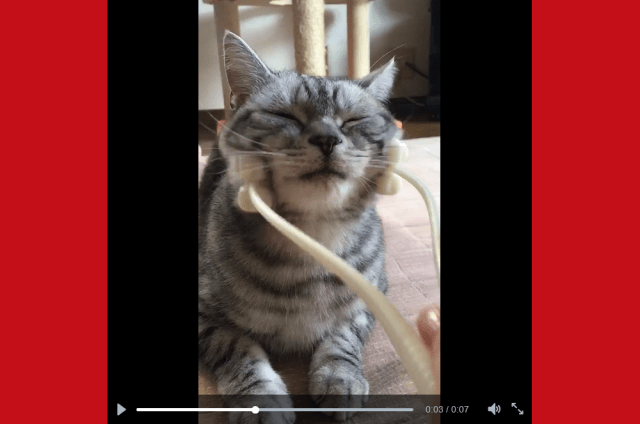 Adorable Japanese kitty is having the time of his nine lives with this face massager 【Video】