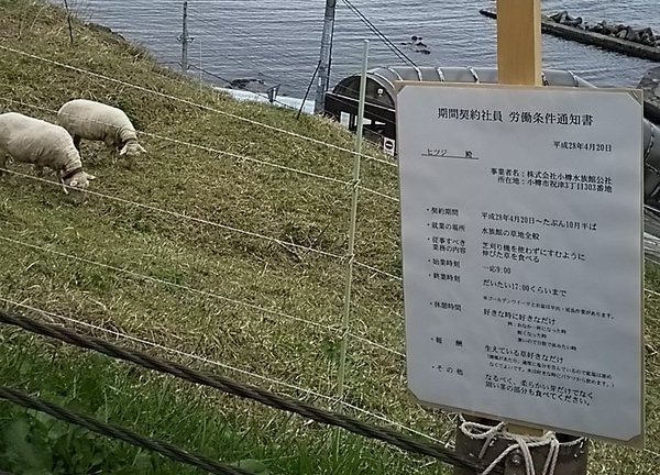 Hard-working Hokkaido sheep become internet sensations thanks to their…employment contract?!