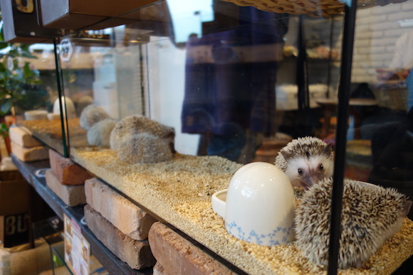 Hedgehog Cafe35